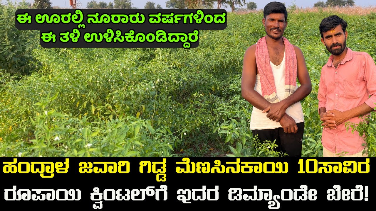 ಹಂದ್ರಾಳ ಜವಾರಿ ಗಿಡ್ಡ ಮೆಣಸಿನಕಾಯಿ ೧೦ ಸಾವಿರ ರೂಪಾಯಿ ಕ್ವಿಂಟಲ್ ಗೆ ಇದರ ಡಿಮ್ಯಾಂಡೇ ಬೇರೆ! jawari handral chilly