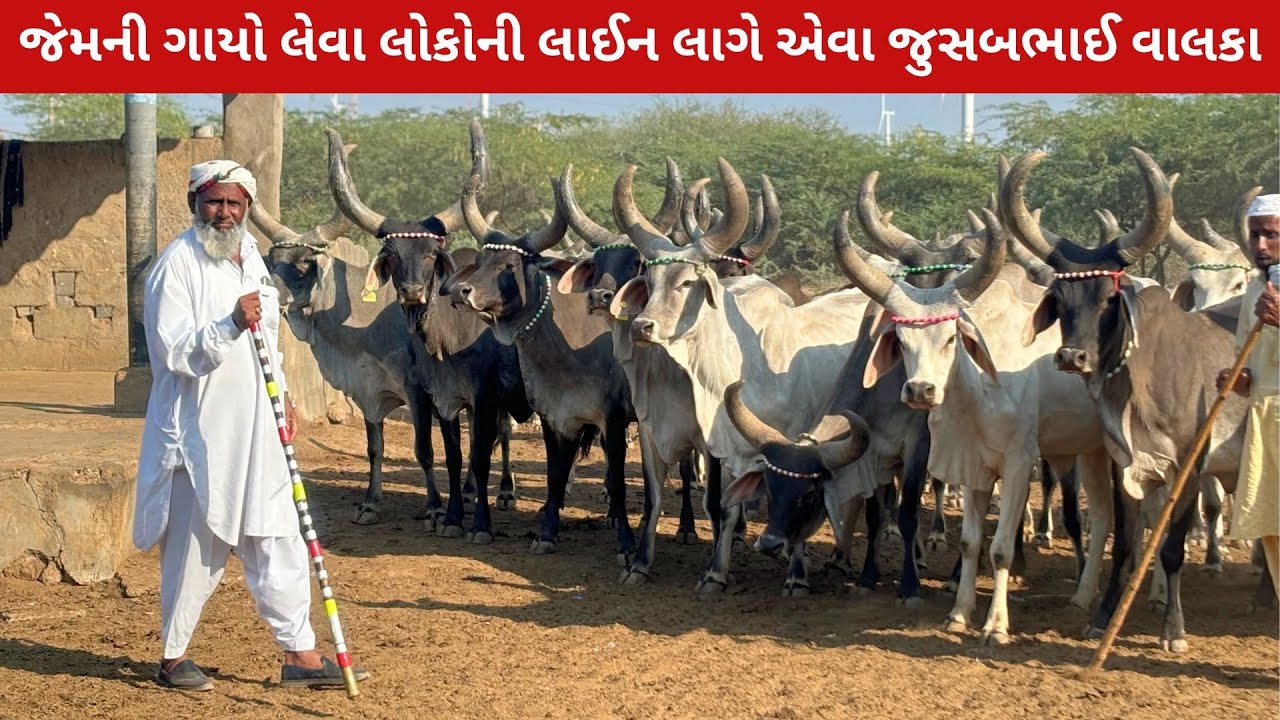 જુસબભાઈ વાલકાની સોનાની ગાયો 👌🏻