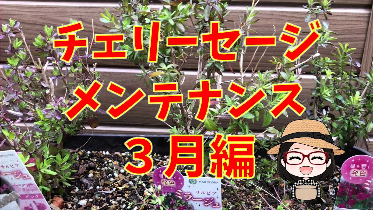 サルビアミラージュ〇ムーンライトセレナーデ〇チェリーセージ〇切り戻し〇植え替え〇施肥