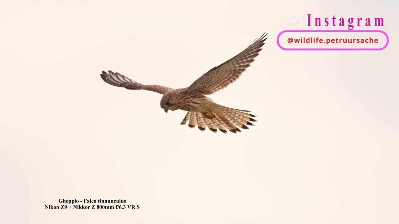 Slow Motion Nikon z9 + 800mmFalco tinnunculus (Gheppio)