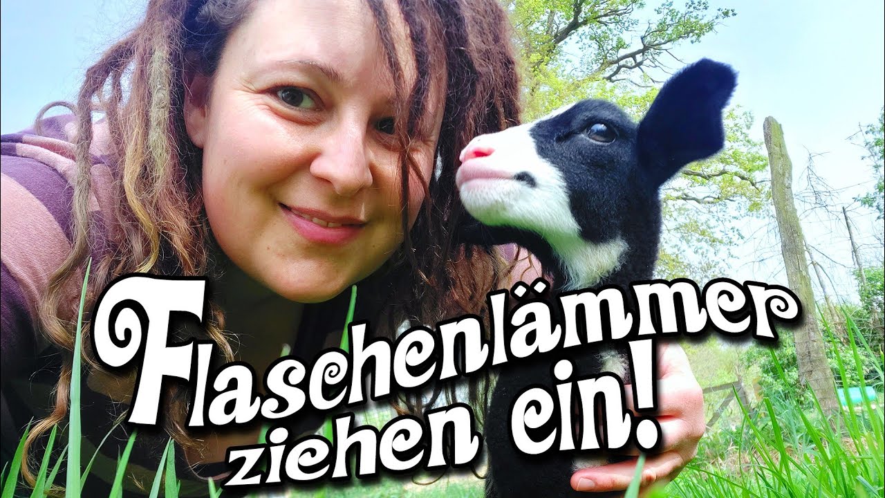 Flaschenlämmchen-Aufzucht - drei Milchschaf-Lämmer ziehen ein! Ein Traum wird wahr!