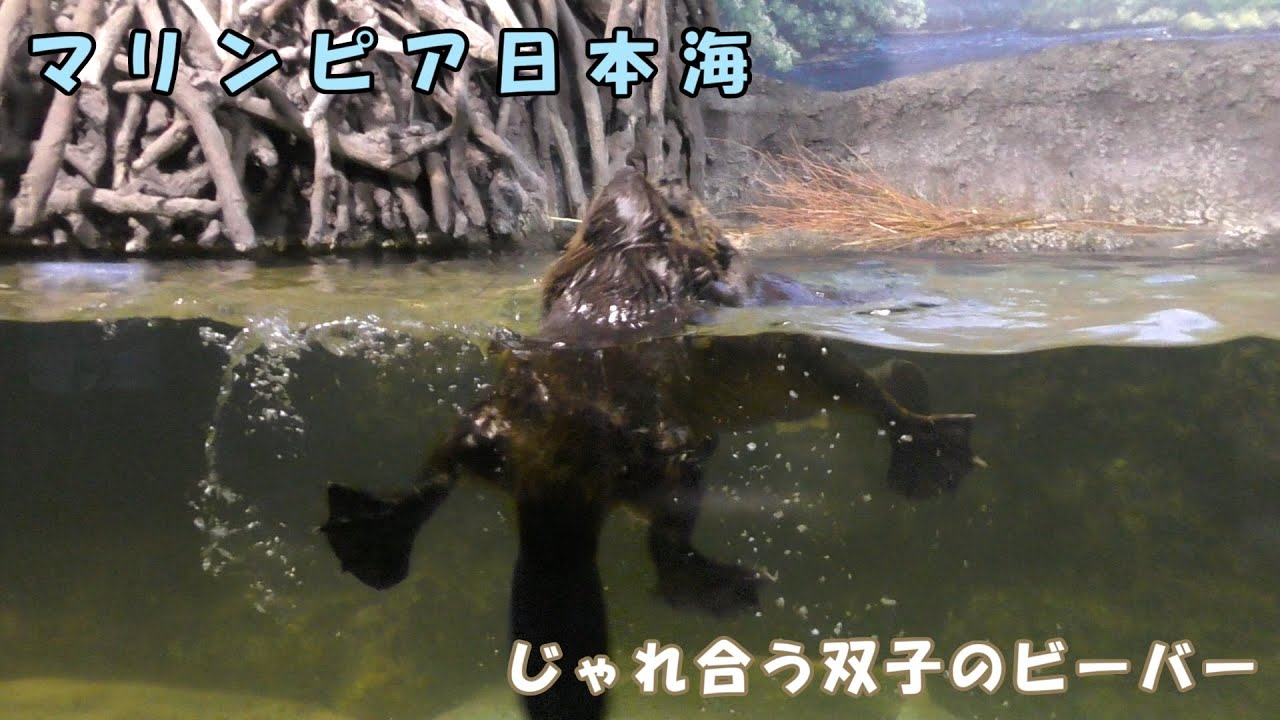 【マリンピア日本海】 じゃれ合う双子のビーバー
