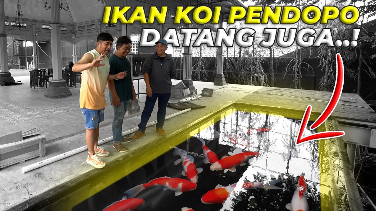 #69 PENDOPO | JANGAN LANGSUNG MASUKIN IKAN KOI KE KOLAM AIR TERJUN KALO GAMAU MENYESAL..!!