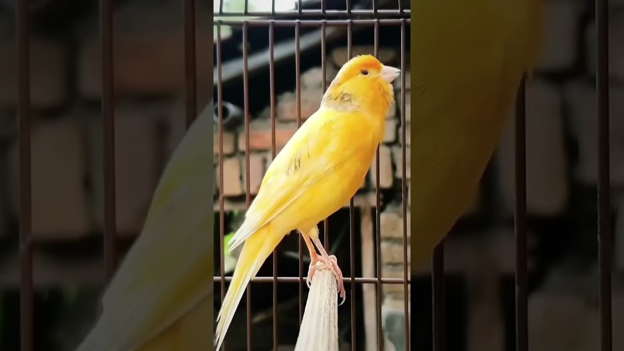 ❤️ Le Canari Magnifique Oiseau Chanteur ❤️ 😍#ChardonneretGolden #BilelKios #بلال_كيوس #CanariBK
