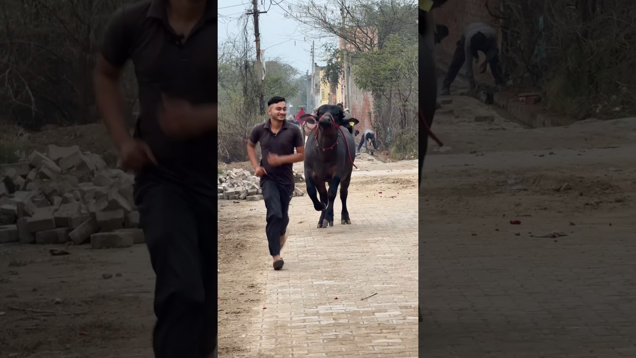 🙀Matak Chalungi - Sapna Choudhary, Aman Jaji, Raj Mawar, Manisha Sharma, Mukesh Jaj Viral Dj  Songs