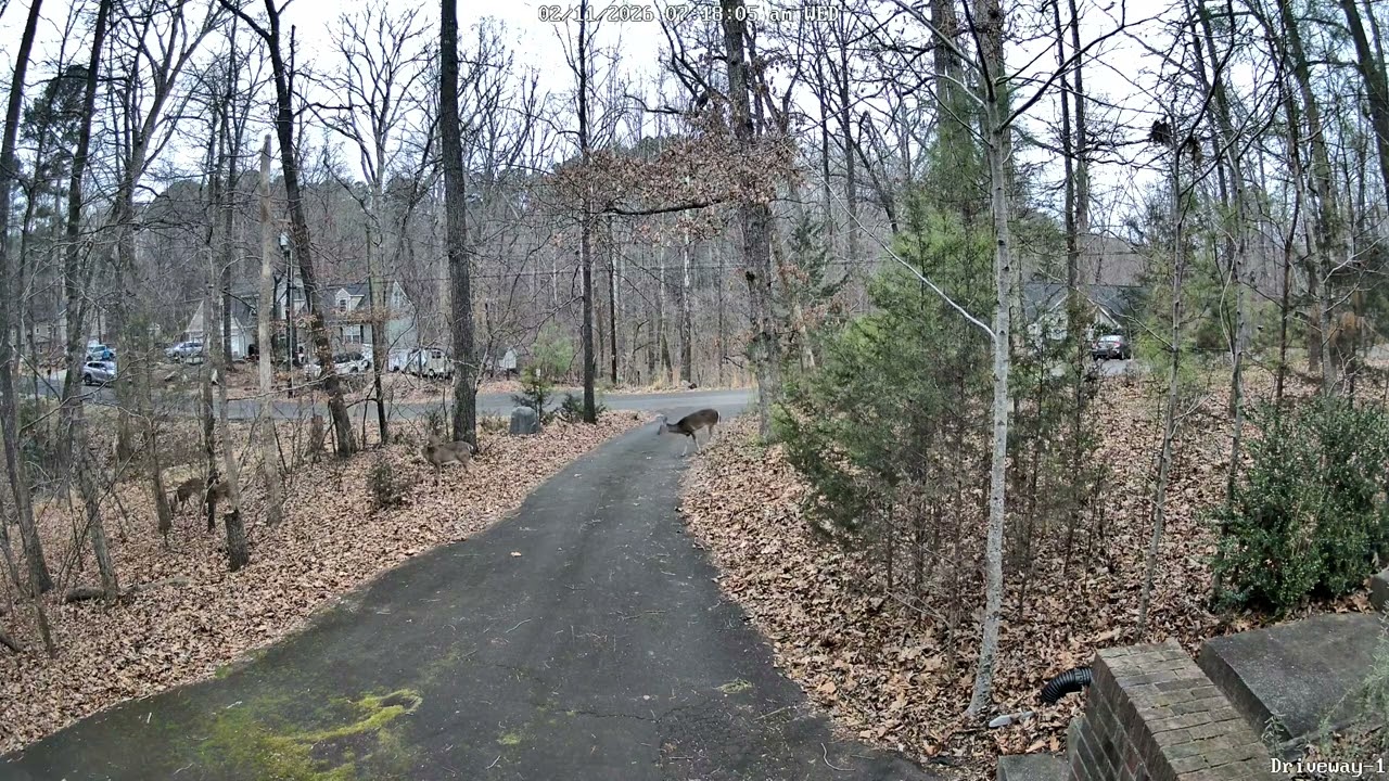 Deers 2026/02/11