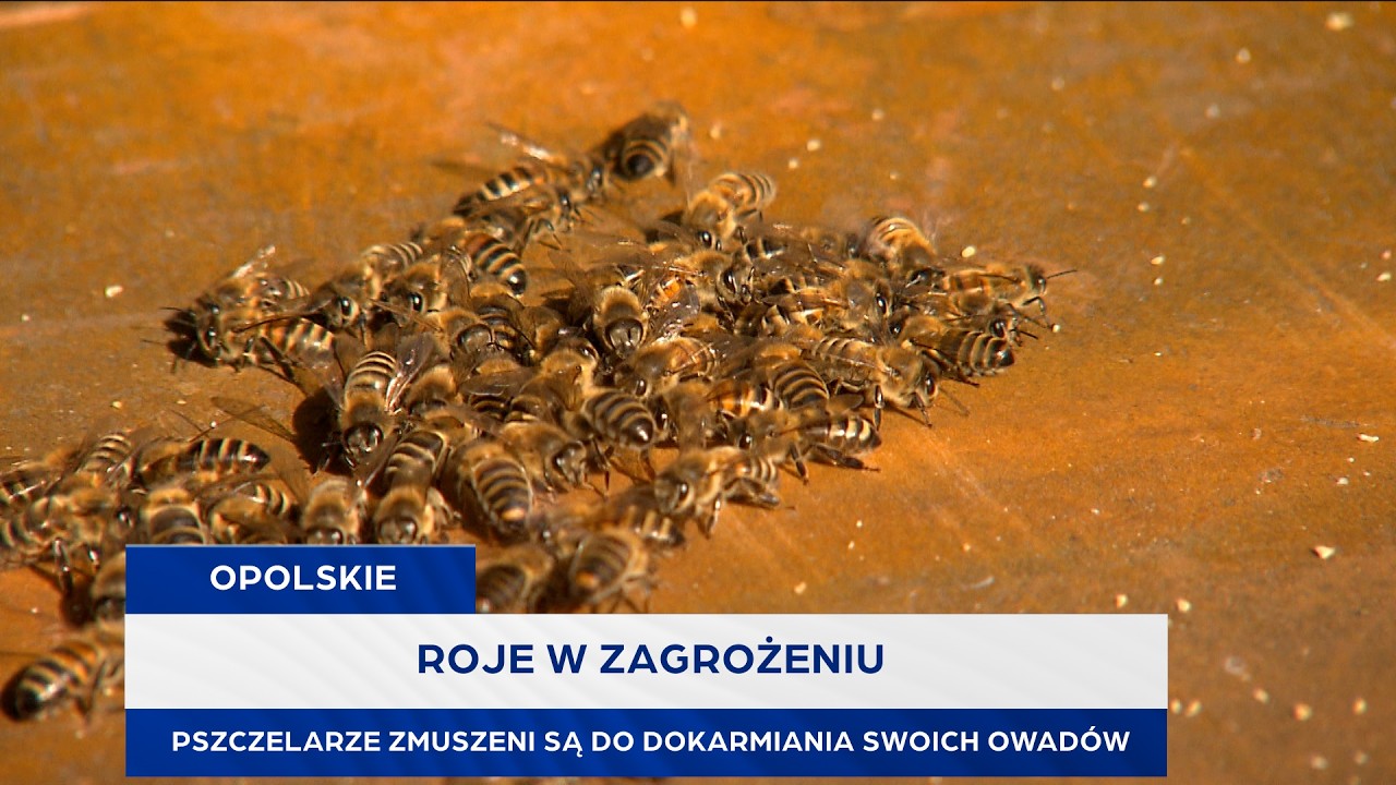 Roje w zagrożeniu. Pszczelarze zmuszeni są do dokarmiania swoich owadów