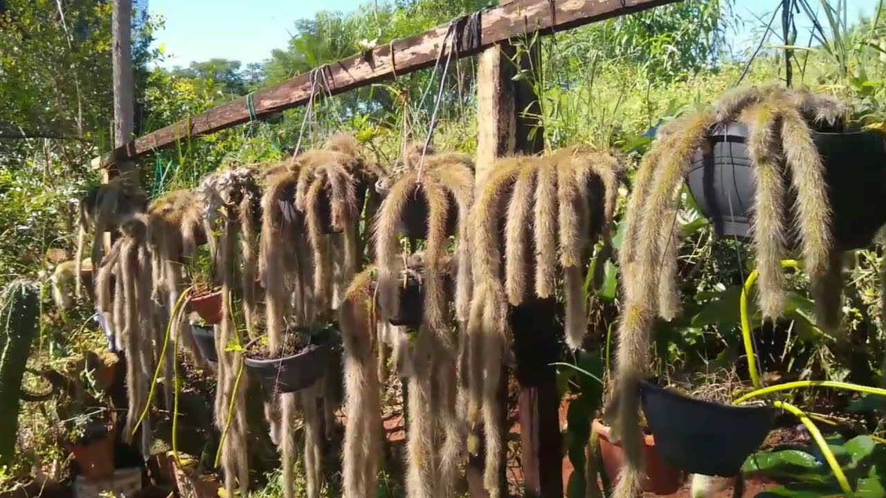 CACTO RABO DE MACACO NO INVERNO! - o que fazer antes da floração?!