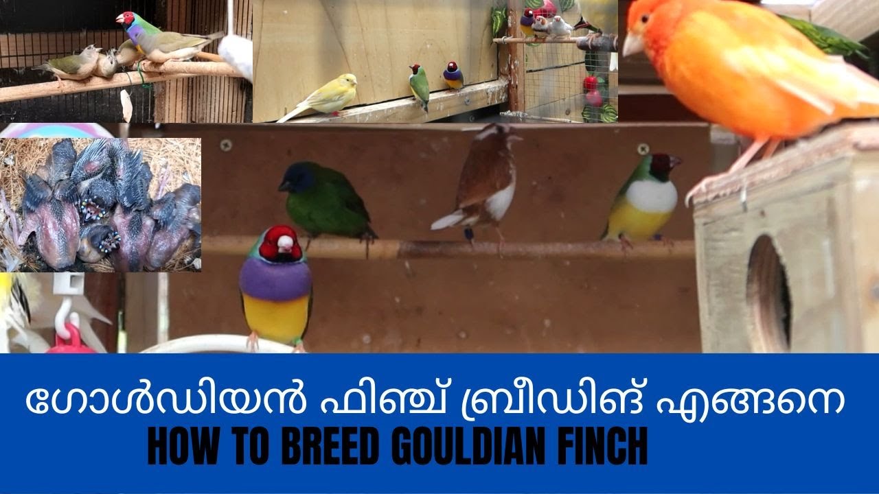 ഗോൾഡിയൻ ഫിഞ്ച് ബ്രീഡിങ്/How to breed Gouldian finch growth time lapse Video Malayalam
