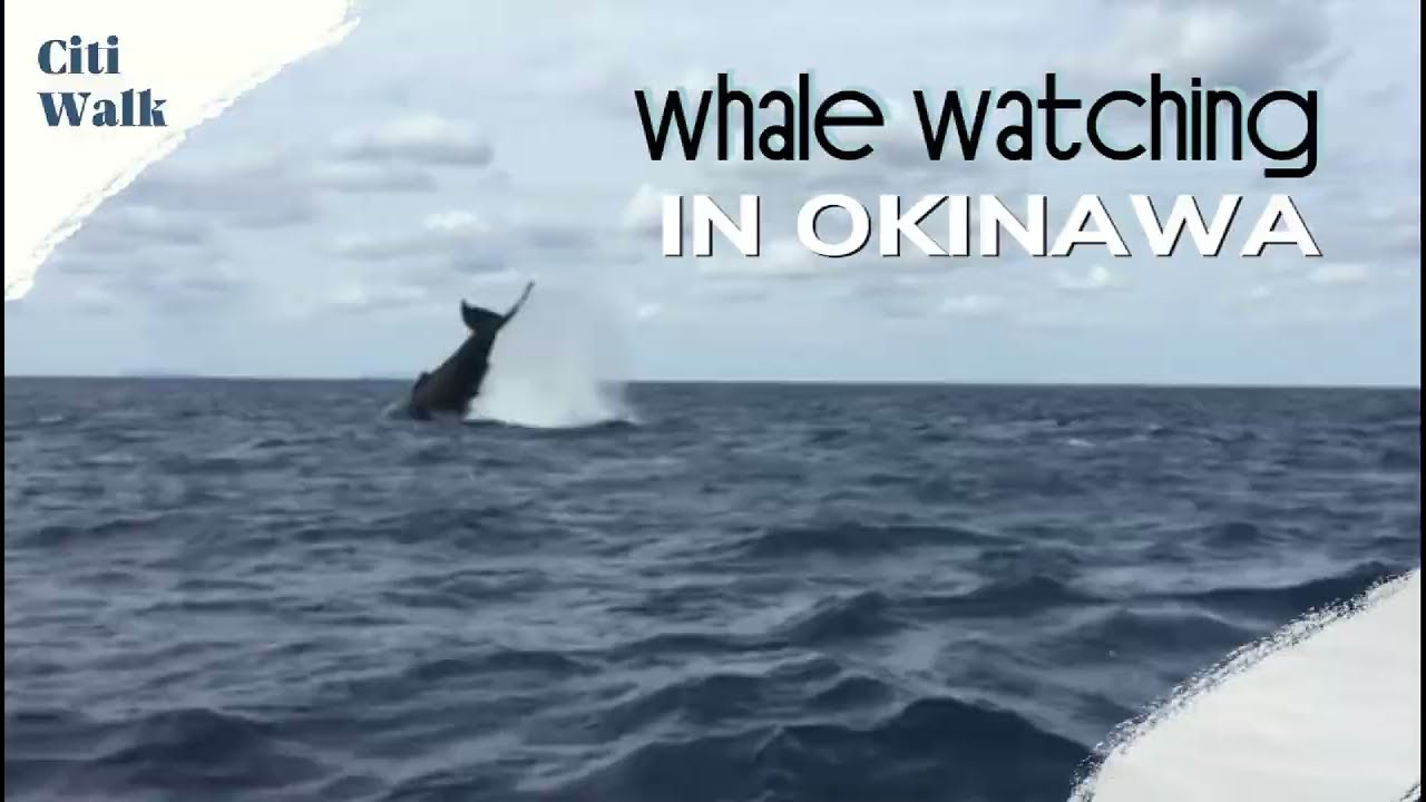 whale watching okinawa #okinawatrip #okinawavlog #whales #travel #trip #japan #japanvlog #japantrip