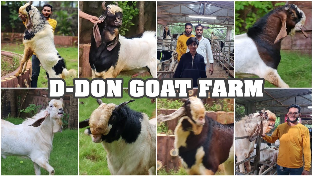 A Huge Collection of Kota Anduls with Mammoo at D-Don Goat Farm, Padgha