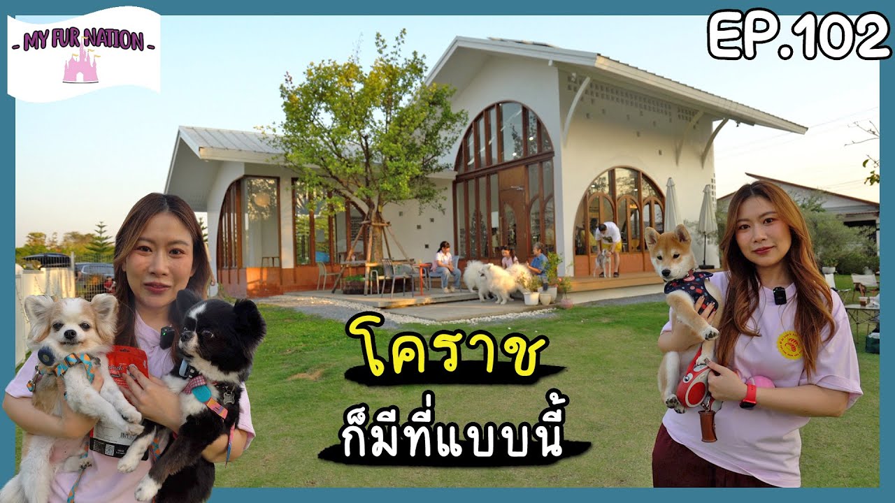 EP.102 - FriedOnion Cafe คาเฟ่หมาเข้าได้และสนามหมาที่ดีที่สุดในเมืองโคราช