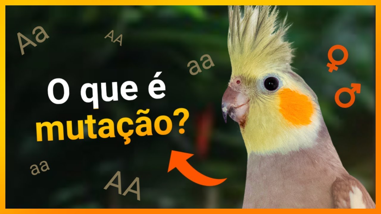 O QUE É MUTAÇÃO? (Recessiva, Dominante, Sexo ligado?)
