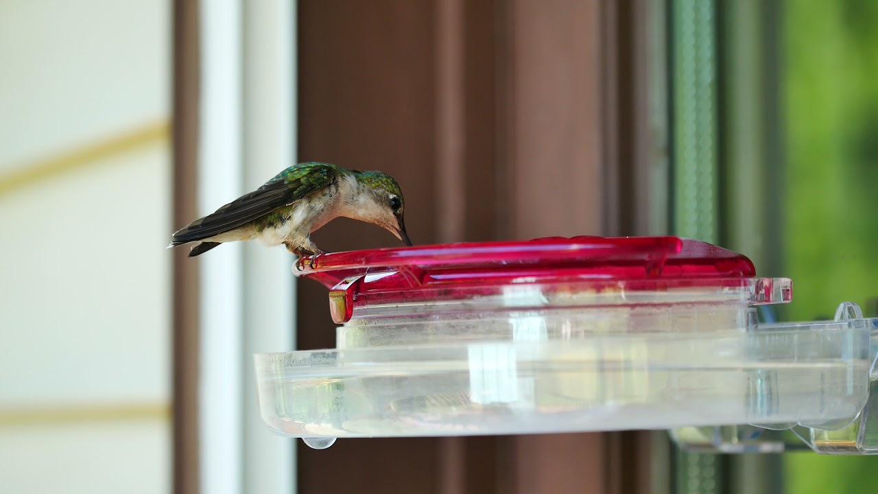Hummingbird Feeding to 21st Century Piano Music