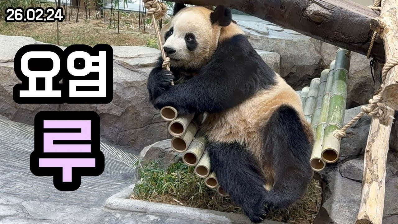 26.02.24 너무 치명적인거 아니니 루이야🫣🥰