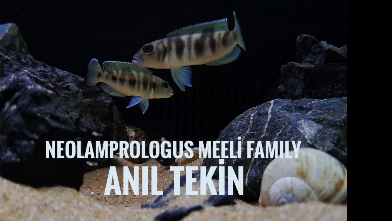 F0 Neolamprologus Meeli Family