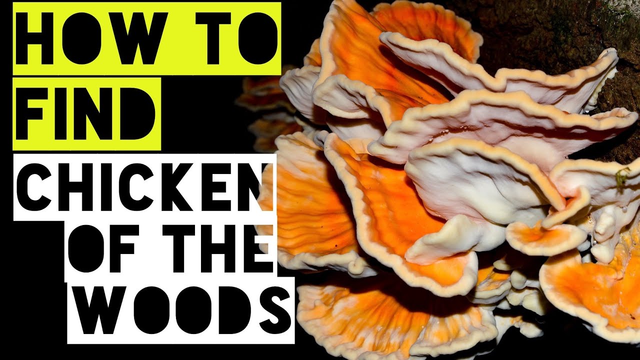 The best habitat where you will find chicken of the woods UK