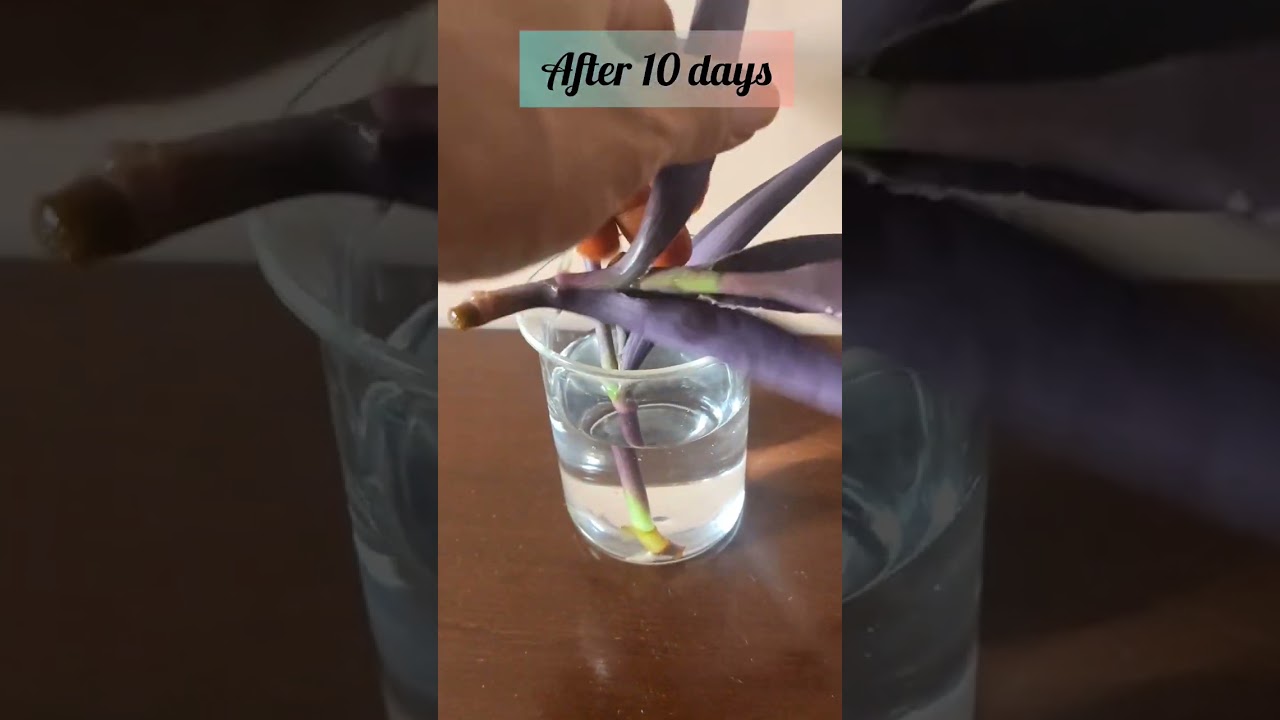 Water propagation of purple heart plant #viralvideo #gardening #terracegarden