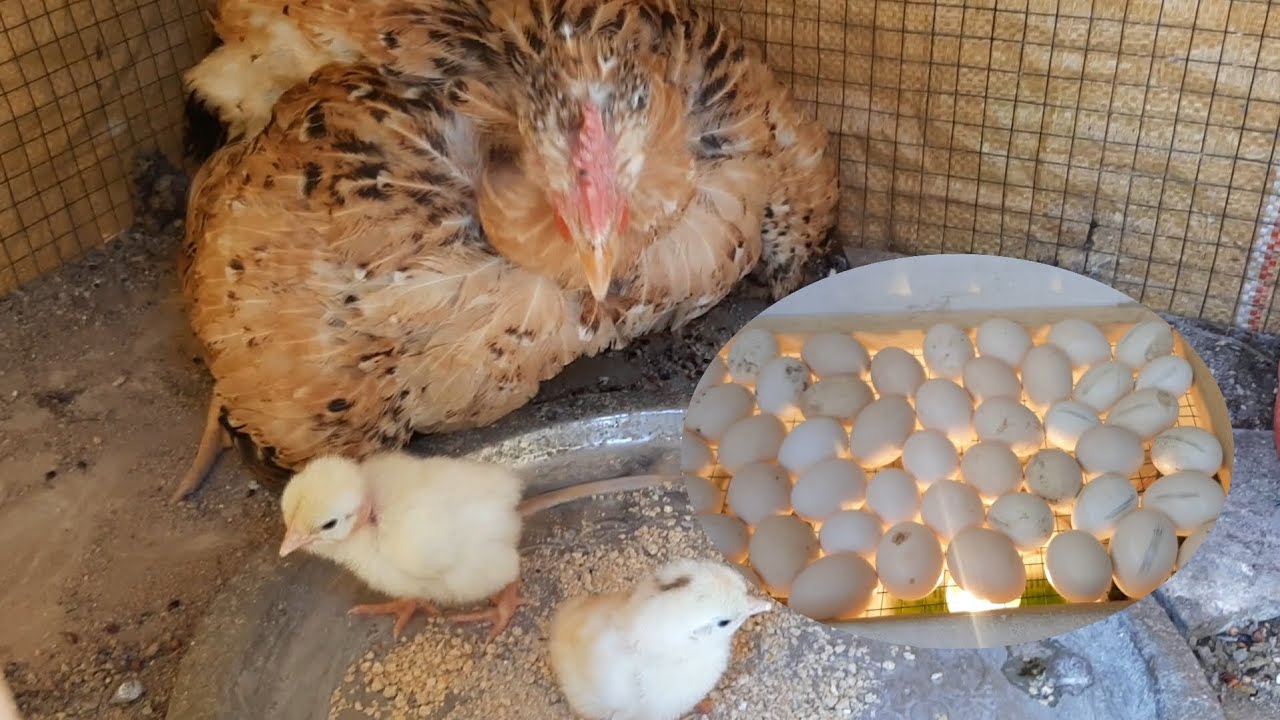 فقست🐣 الدجاجه 🐓ام ركيبه + خليت بيض🥚 بل فقاسه 