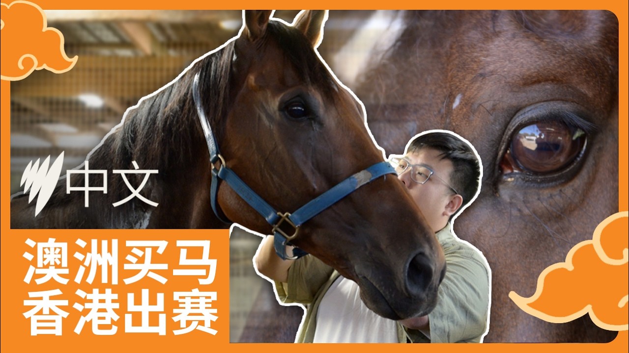 从澳洲马房到香港赛道：华人如何走进赛马核心行业 | SBS中文