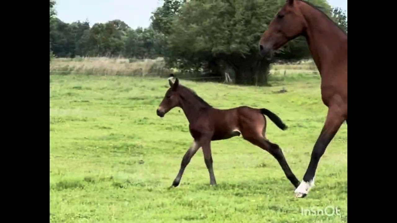 CHEBELLE IPO filly by Chebello di Villagana Z (Chacco-Blue/ Vigo D&rsquo;arsouilles) / Bamako de Muze 