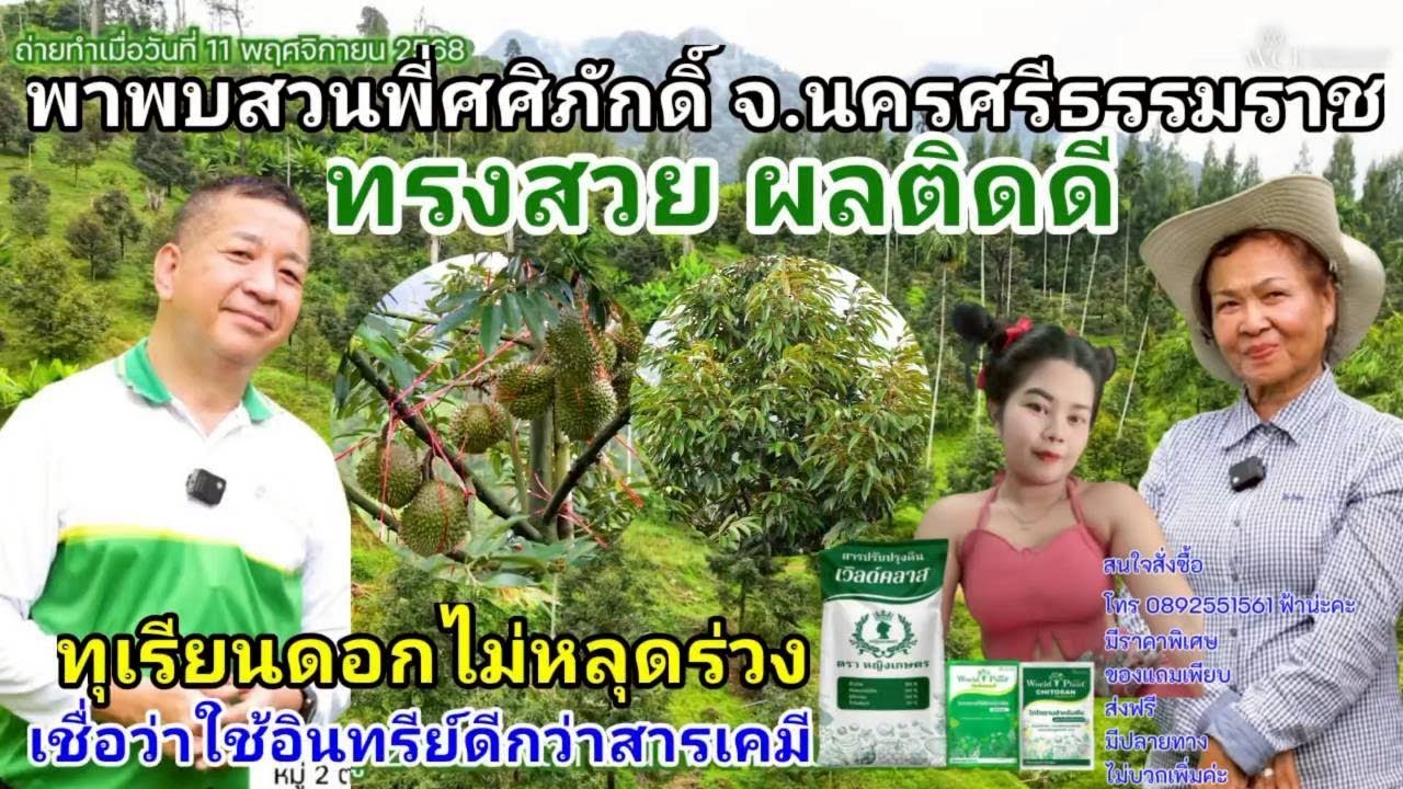 สามเกลอเวิลด์แพลนท์ ทุเรียนดอกไม่หลุดร่วง ทรงสวยผลติดดี ที่สวนพี่ศศิภักดิ์ จ. นครศรีธรรมราช