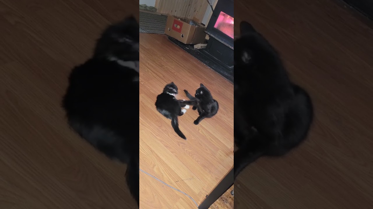 My 2 feral kittens I rescued & adopted a few years back! 
