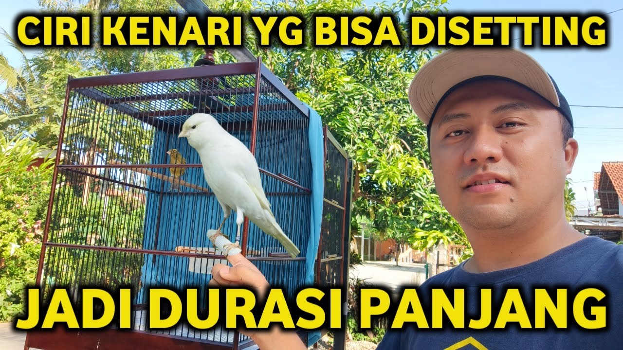 APAKAH KENARI DURASI PENDEK BISA DISETTING BIAR BISA DURASI PANJANG❓INI CARANYA