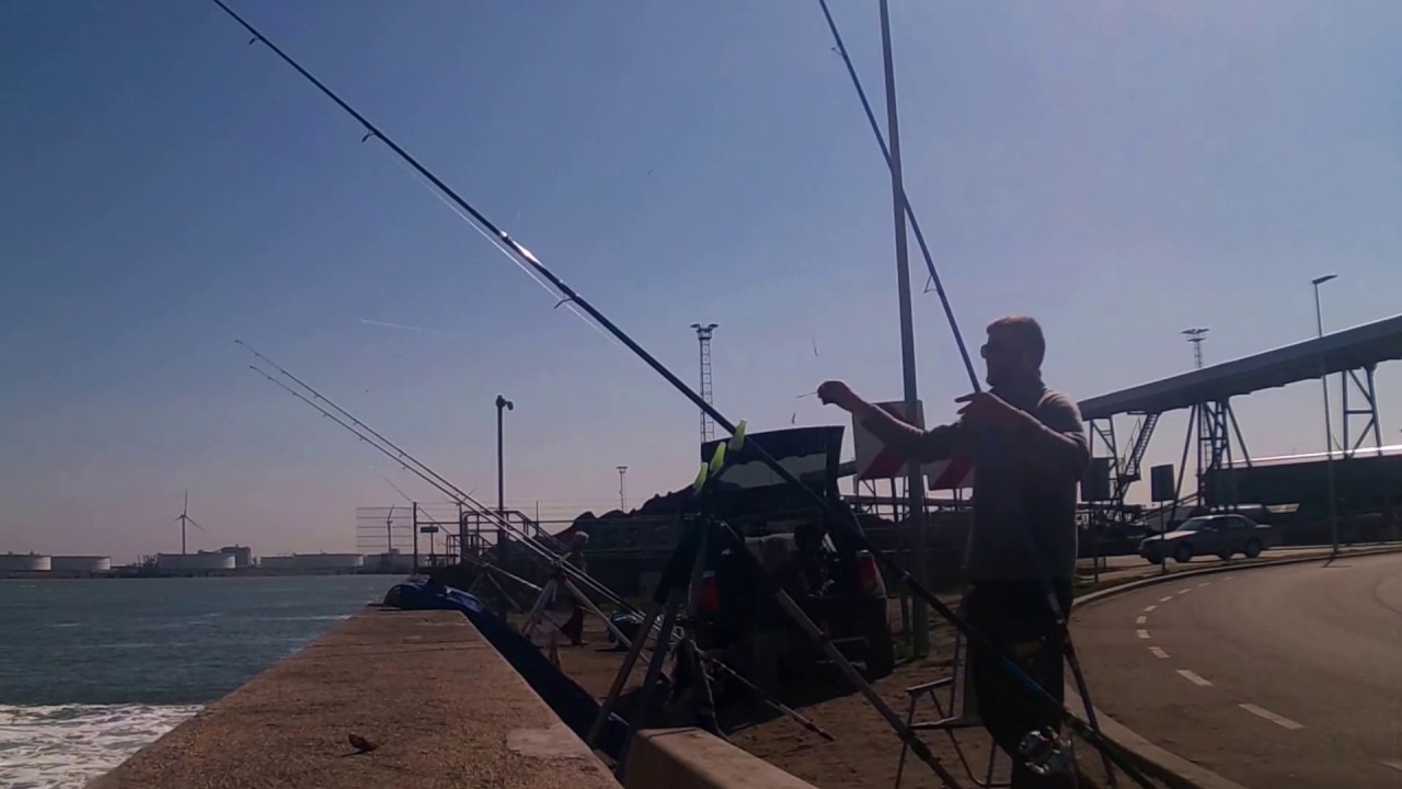 Scharren vangen Europoort