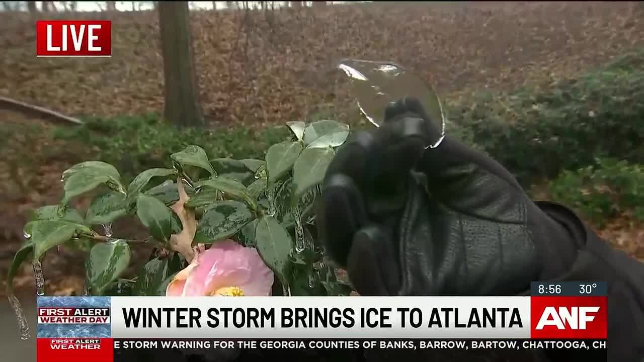 Here's what the ice is doing to plants