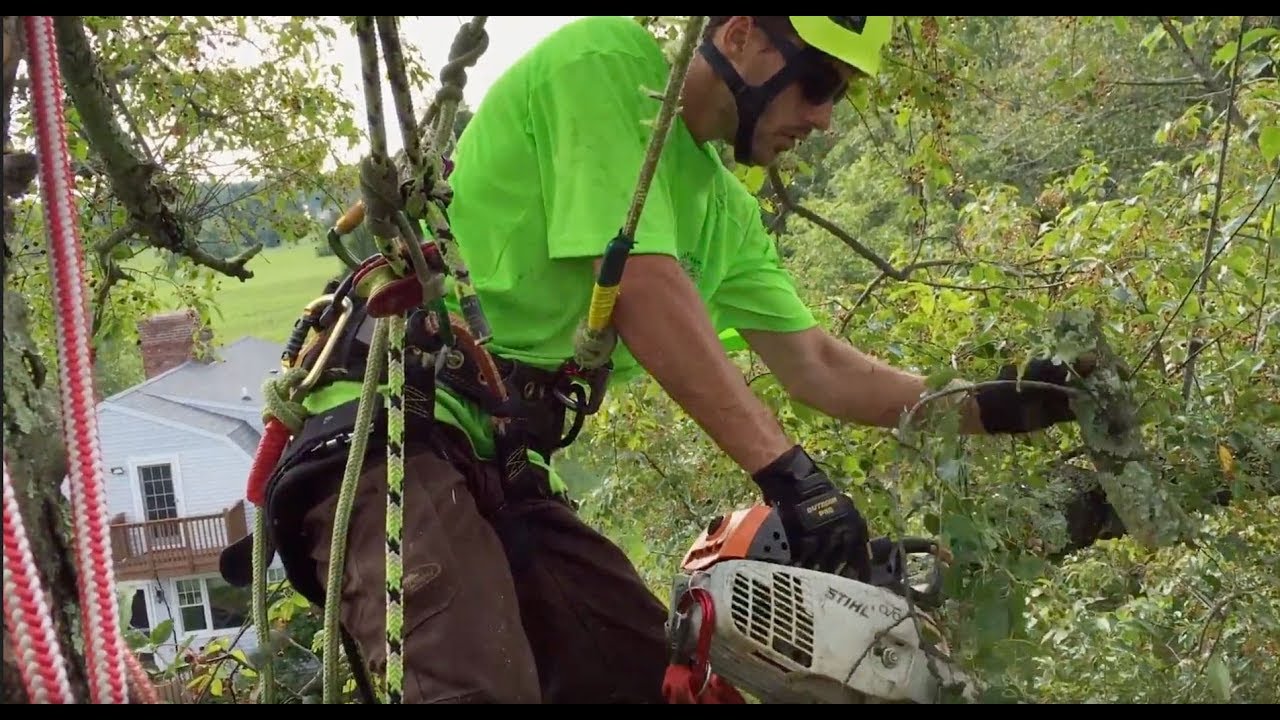 Tree Care Experts At Work | Organic Plant Care LLC, Flemington, NJ