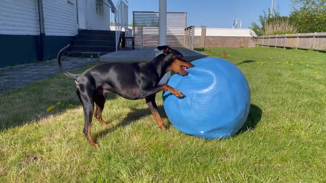 Bought the biggest BALL my Dog has ever seen