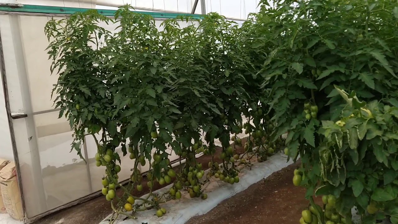 Aplicación vía foliar para engorde de frutos, coloración y botrytis.😎🍅👌