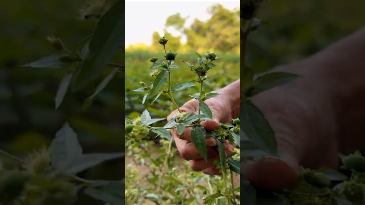 Bhringraj: The King of Ayurvedic Herbs for Hair! #shorts #plants #farming
