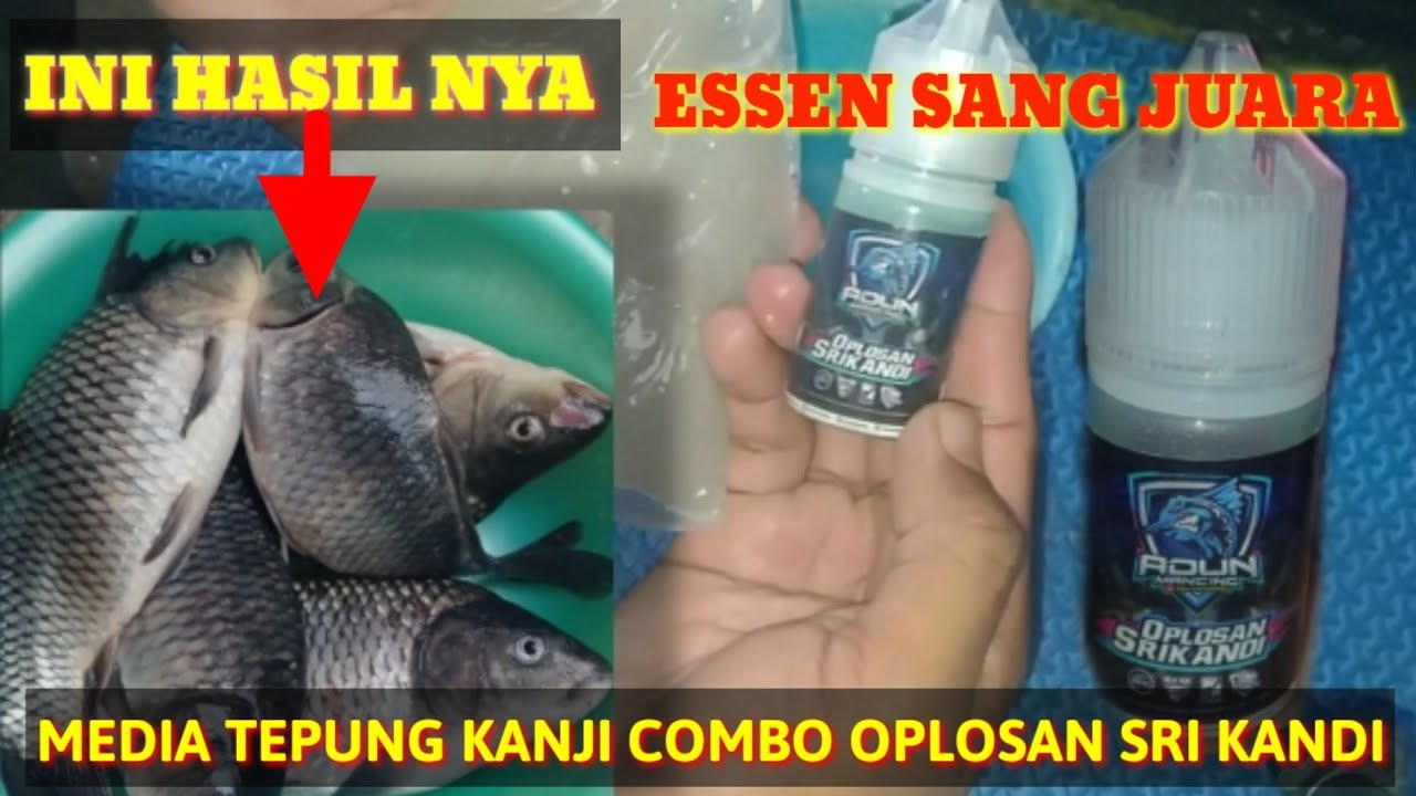 CARA MEMBUAT UMPAN MEDIA TEPUNG KANJI YANG BAIK DAN BENAR ANTI GAGAL