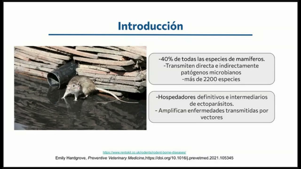 Infecciones transmitidas por roedores: ratas y ratones - posgrado Infectología UNAL