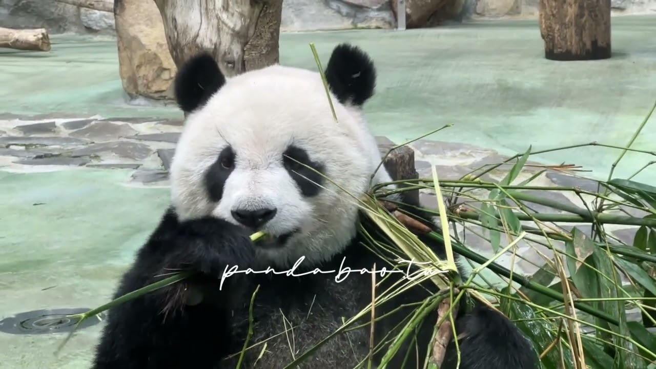 250918整個可愛爆棚的圓仔❤️