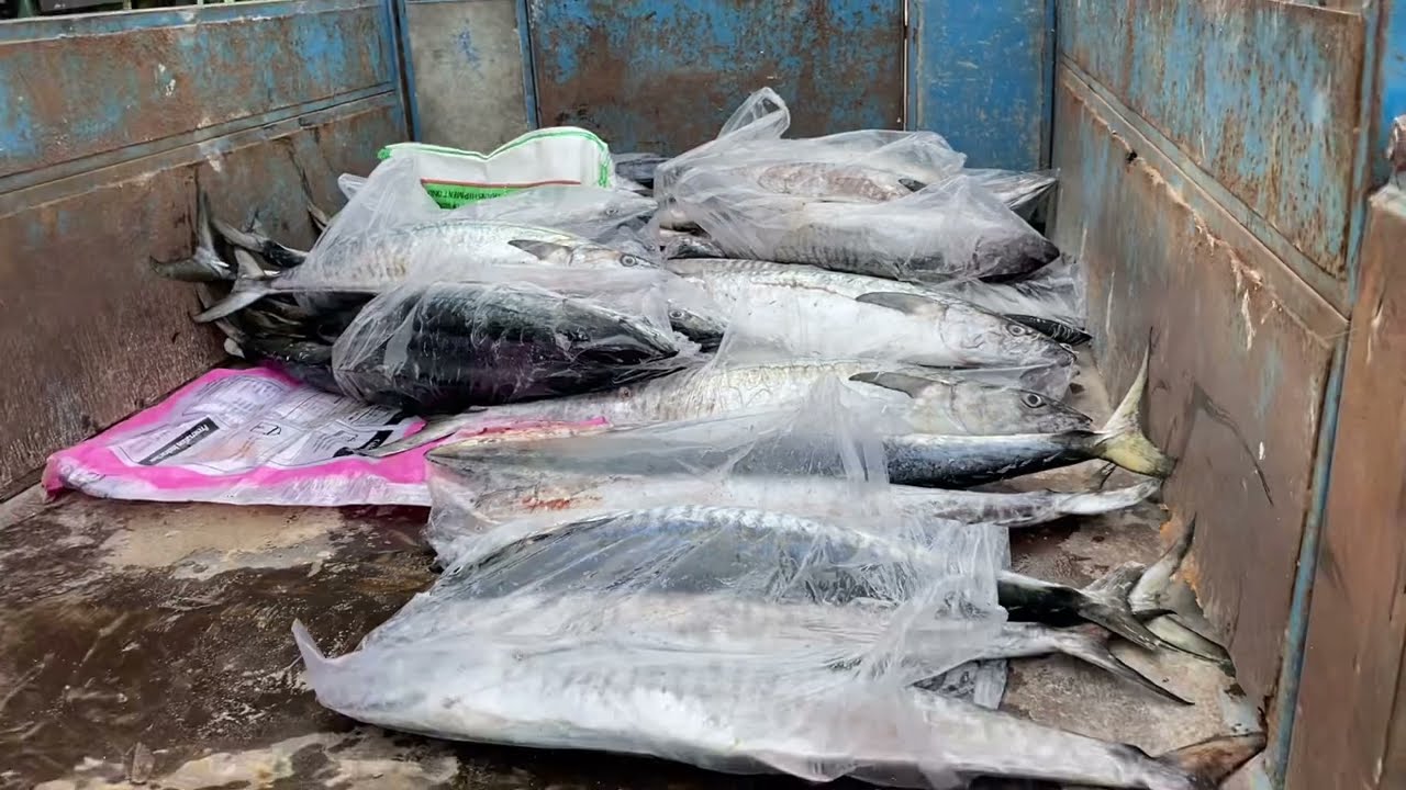 Trải nghiệm chuyến c&acirc;u c&aacute; thu của ho&agrave;ng v&agrave; Sơn Ph&uacute; quốc rất th&agrave;nh c&ocirc;ng