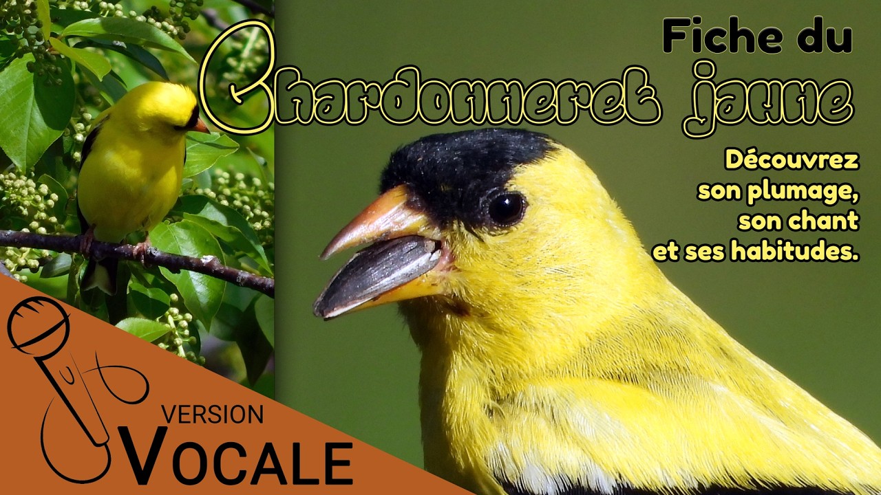 Fiche du Chardonneret jaune - Version vocale - Texte anglais