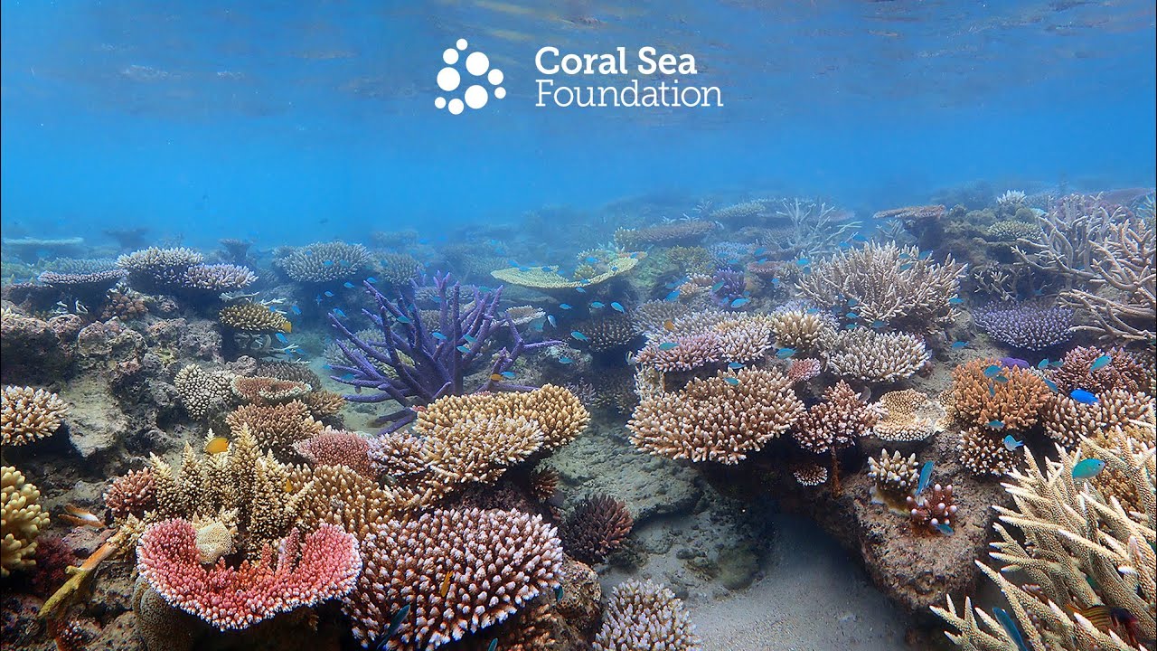 Lizard Island Coral Reef Study Tour 2022