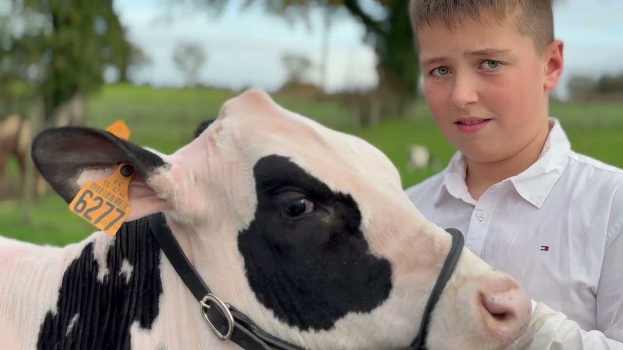 Holstein E-xpo #6 - Section G1