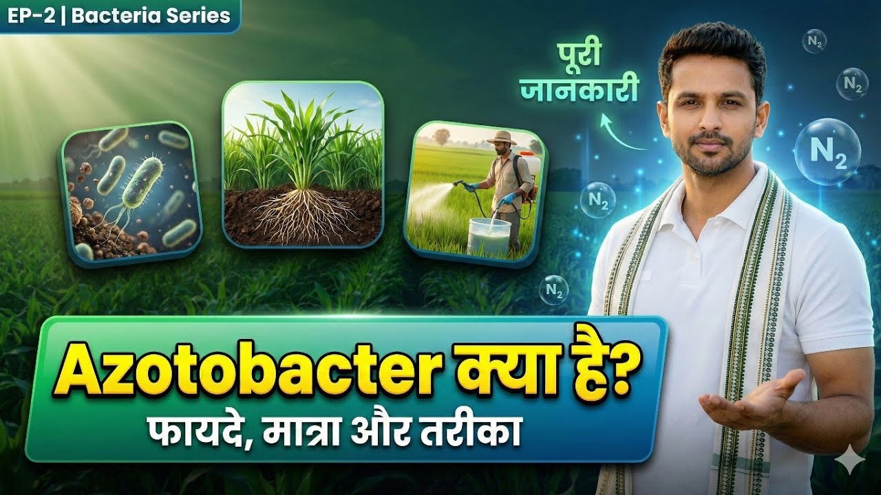 Ep-2: Bacteria series | Azotobacter Bio Fertilizer पूरी जानकारी | फायदे, मात्रा और तरीका | 