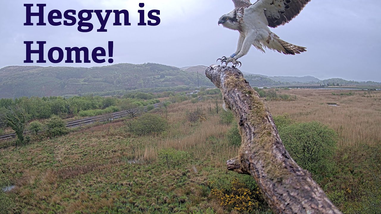 Hesgyn is Home!