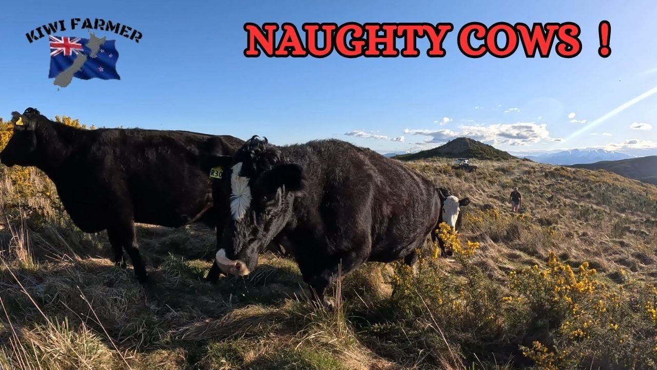 We found our MISSING COWS...
