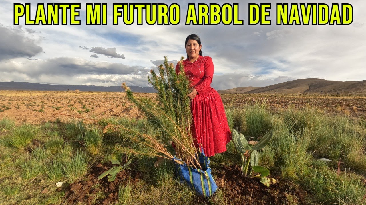 Cómo estoy cultivando mis futuros árboles de Navidad