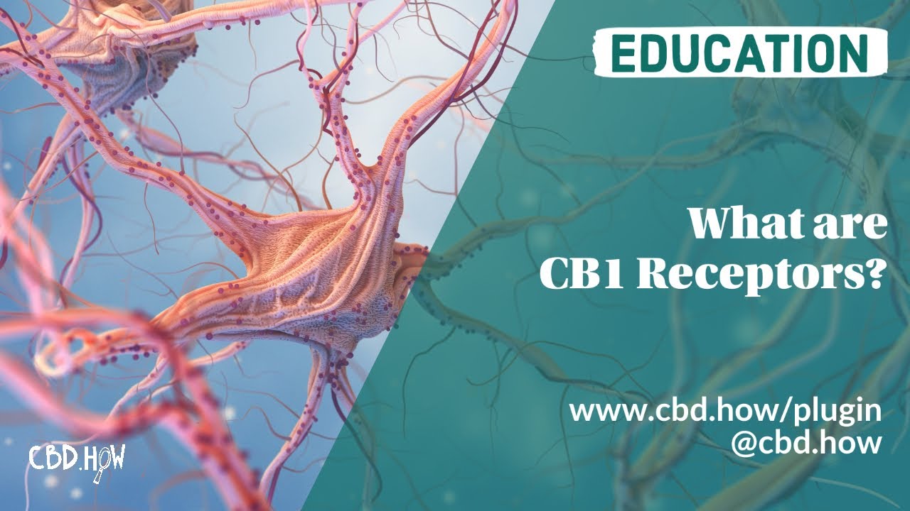 What are CB1 Receptors?