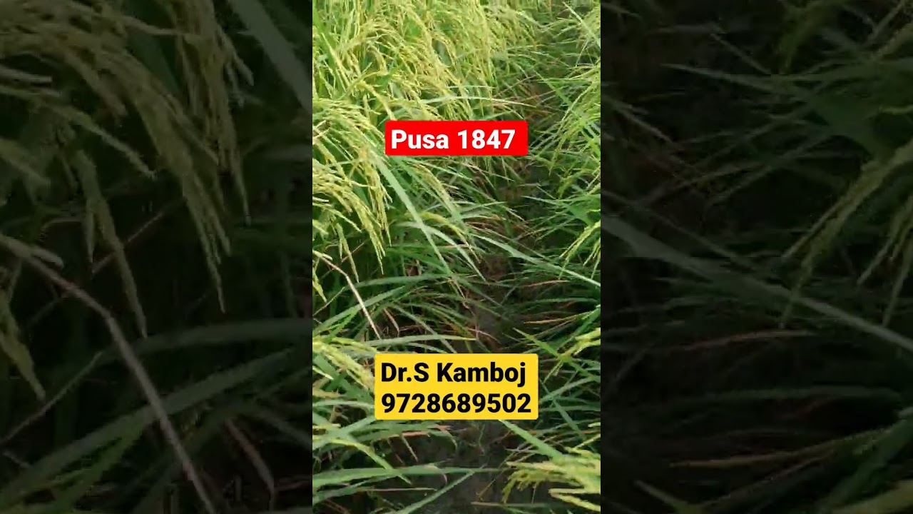 #short 1847 good  condition #pb 1885#pb1886#pb 1692