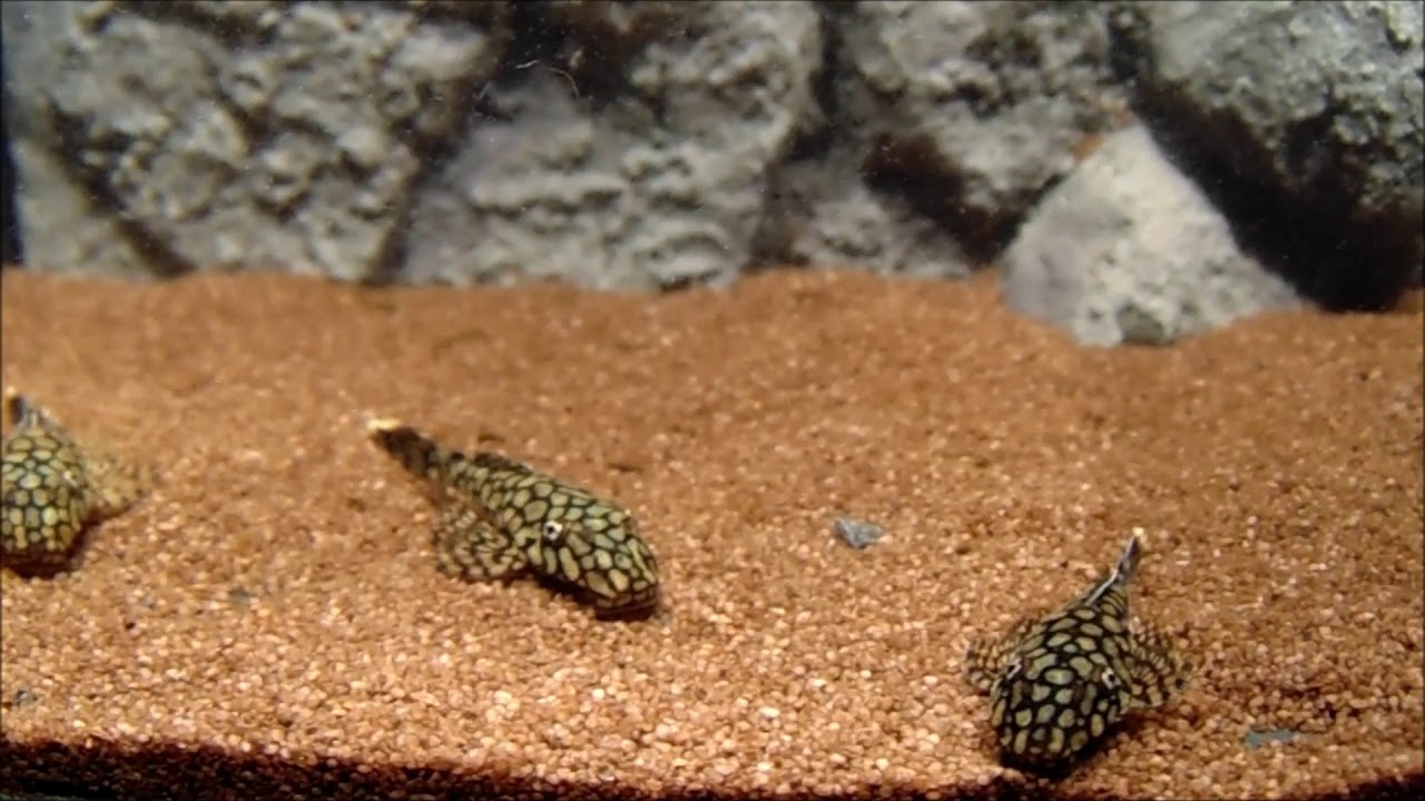 Ancistrus sp. 