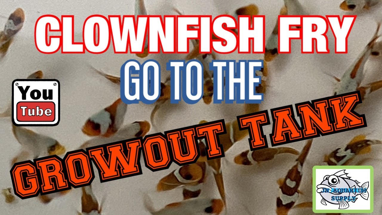 Clownfish fry go to the grow out Tank