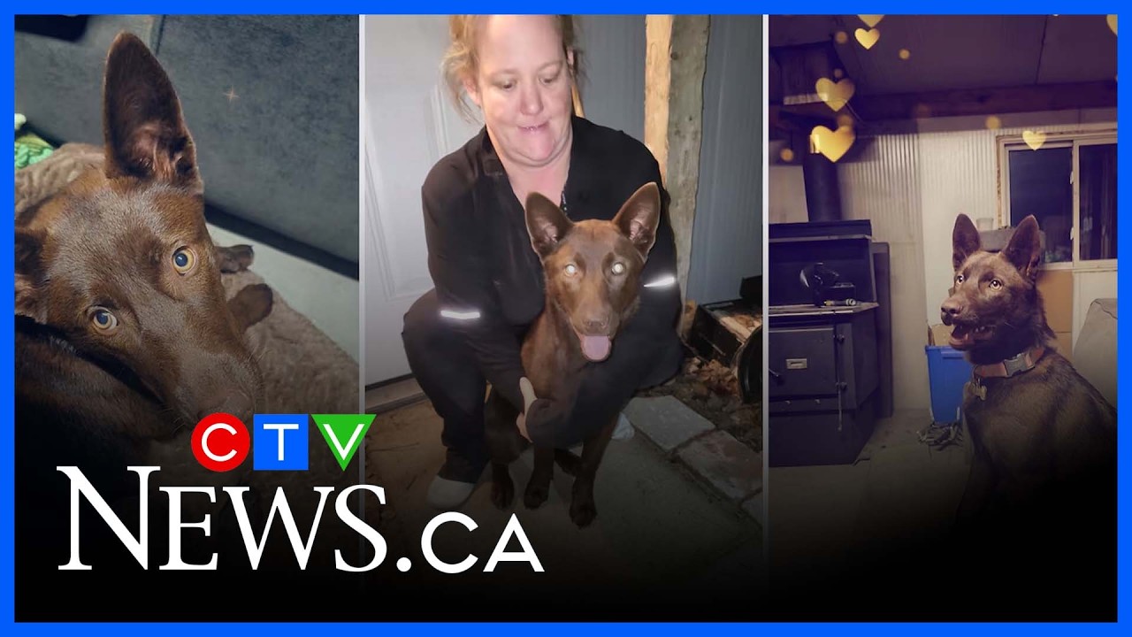 Dog stolen from Hanover family